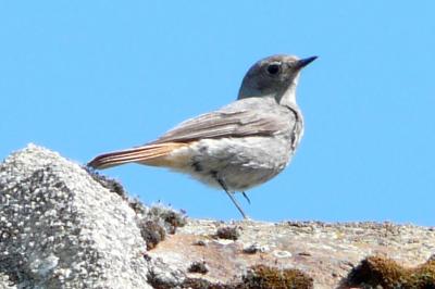 Phoenicurus ochruros