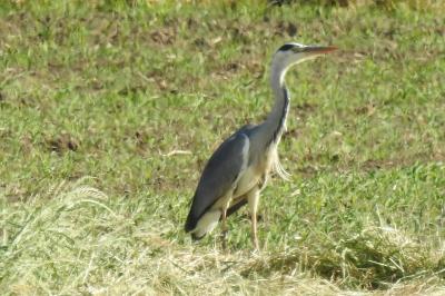 Ardea cinerea