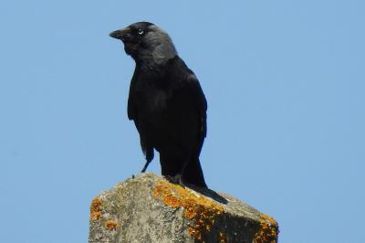 Corvus monedula