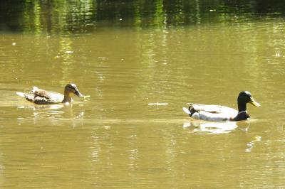 Anas platyrhynchos