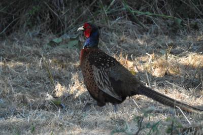 Phasianus colchicus