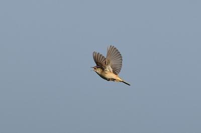 Acrocephalus schoenobaenus
