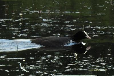 Fulica atra