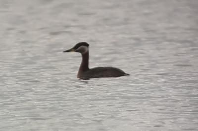 Podiceps grisegena