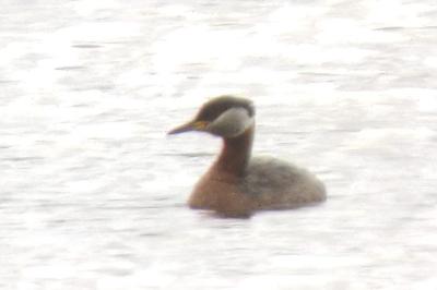 Podiceps grisegena
