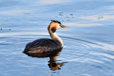 Podiceps cristatus