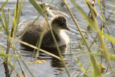 Podiceps nigricollis