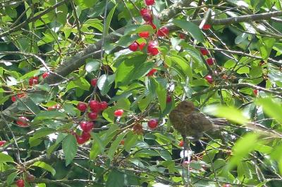 Turdus merula