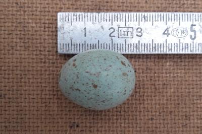 Turdus merula