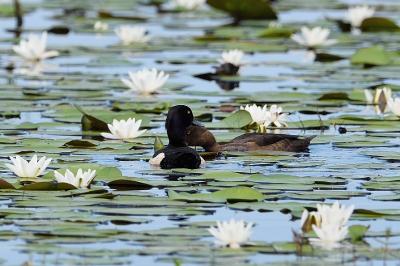 Aythya fuligula