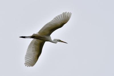 Ardea alba