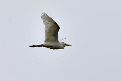 Bubulcus ibis