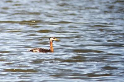 Podiceps grisegena