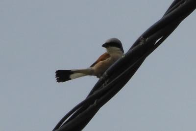 Lanius collurio