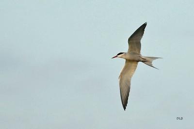 Sterna hirundo