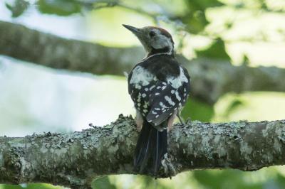 Dendrocopos medius