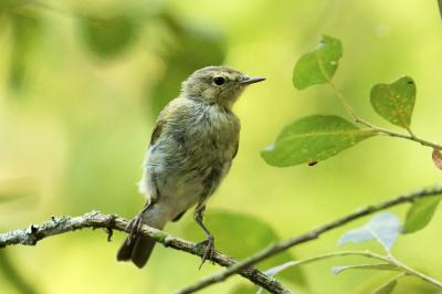 Phylloscopus collybita