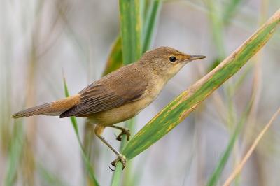 Acrocephalus scirpaceus