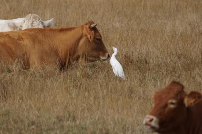 Bubulcus ibis