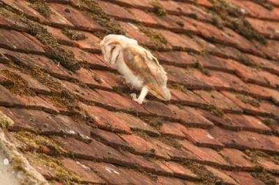Tyto alba