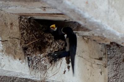 Hirundo rustica