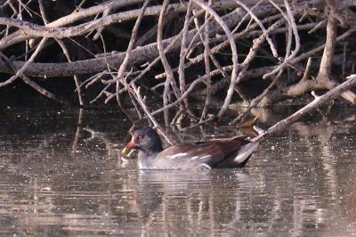 Gallinula chloropus