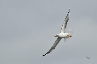 Larus michahellis