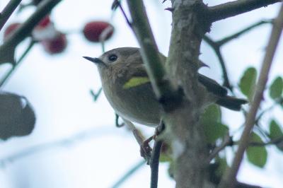 Regulus regulus