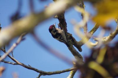 Dendrocopos minor
