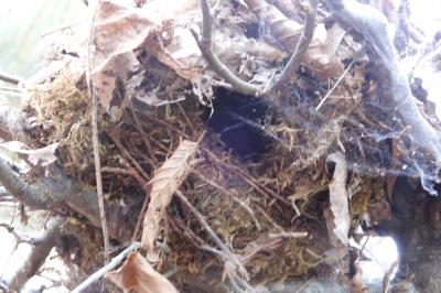 Troglodytes troglodytes