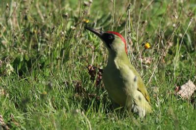 Picus viridis