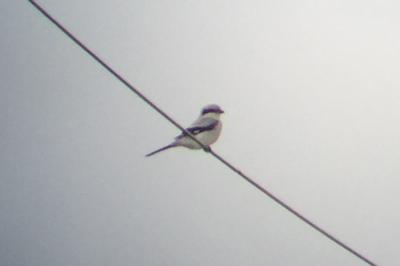 Lanius excubitor