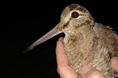 Scolopax rusticola