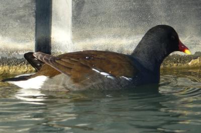 Gallinula chloropus