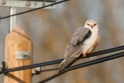 Elanus caeruleus