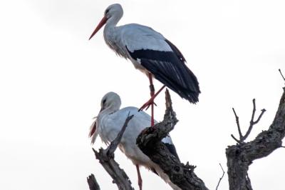 Ciconia ciconia