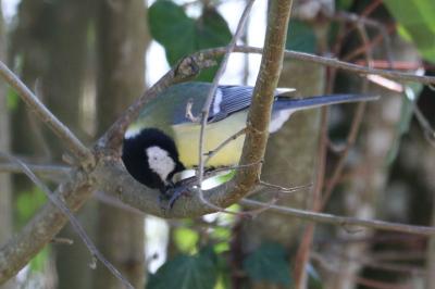 Parus major