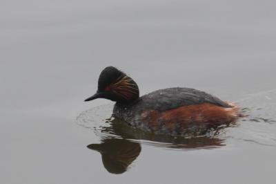 Podiceps nigricollis