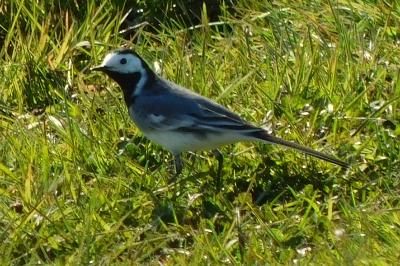 Motacilla alba