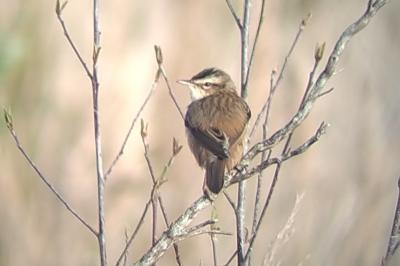 Acrocephalus schoenobaenus