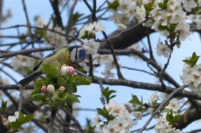 Cyanistes caeruleus