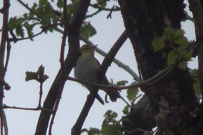 Phylloscopus sibilatrix