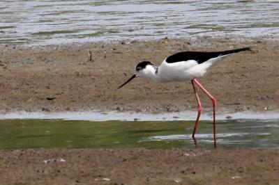 Recurvirostridae
