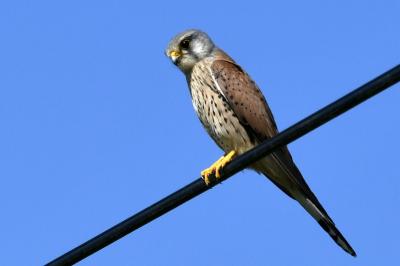 Falco tinnunculus