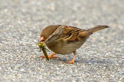 Passer domesticus