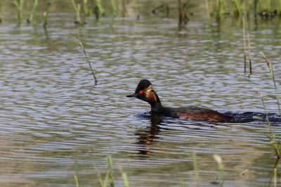 Podiceps nigricollis