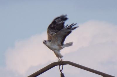 Buteo buteo