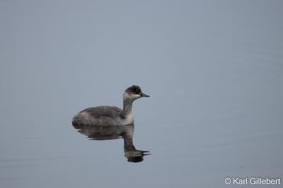 Podiceps nigricollis