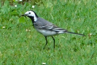 Motacilla alba