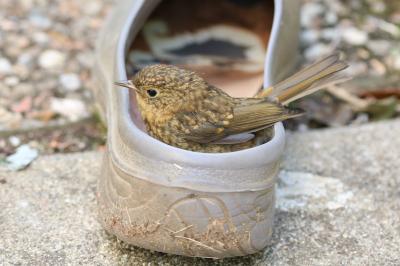 Erithacus rubecula
